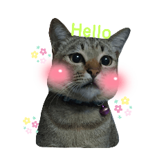 Meow Family_20220116192039