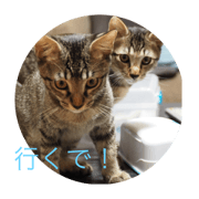 twin cats name T & J