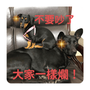 Taiwan dogs are working too hard.