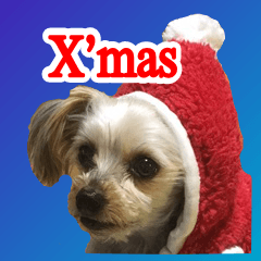 ヨーキー犬のクリスマス用スタンプ（英語）