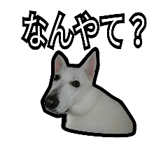 my house dog's