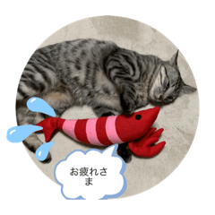 保護猫のあめ