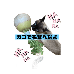 Yamada_20220118001018