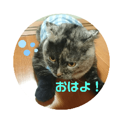 Ringo_20220117202440