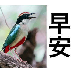 百鳥問候圖part 1