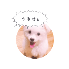 Shogun Dog