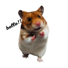 hamster.He is  chack.
