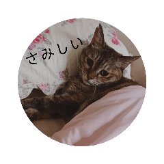 Ringo_20222222222222222