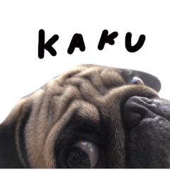 KaKu pug