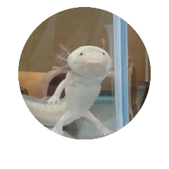 akemin