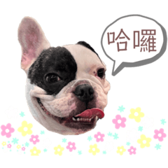 法鬥-傻傻的碗粿