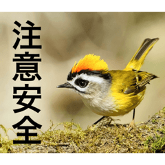 百鳥問候圖 part 2