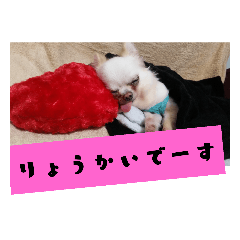 IlovePrettychihuahua