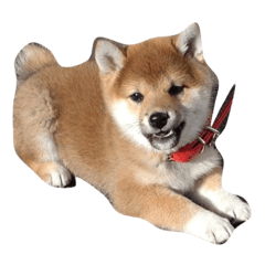 SHIHO_20220118183514