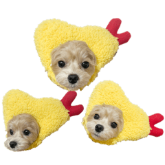 Kinakomochi  Maltese toy poodle