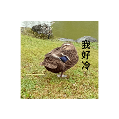 達賢鴨與黑豆花
