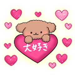 hunwa-ri mokomoko toy poodle 4