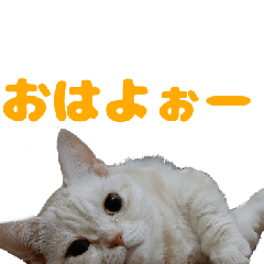 Hana's cat(hana    shizuku)