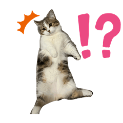 Adorable Munchkin Kitten