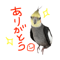 Cockatiel stamp@Gomachan&Tsuruchan