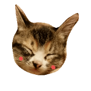 cat.baby