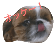 The dog's name is mametaro