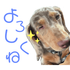 My dog is Kuuga