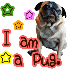 I am a pug. Christmas version.