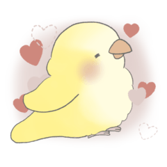 My Valentine: Yellow Quaker Parrot