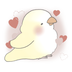 My Valentine: Butter Quaker Parrot
