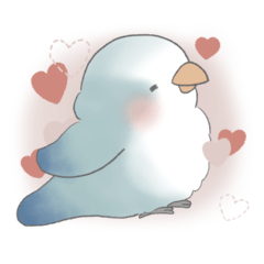 My Valentine: Blue-White Quaker Parrot