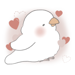 My Valentine: White Quaker Parrot