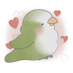 My Valentine: Green Quaker Parrot