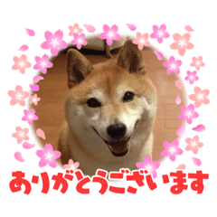 suzu_20220120190331