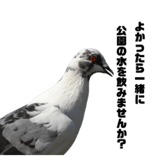Pigeons01