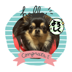 Chihuahua NANA STAMP