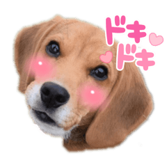 I Love Beagle Dog