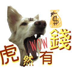 北藤桂的虎年