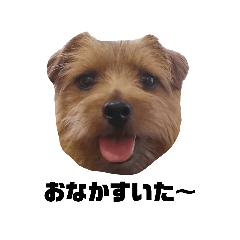NORFOLK TERRIER  TOM