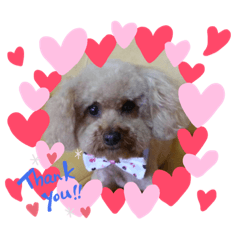 徐小咪❤️Amy（紅貴賓）