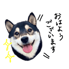 Shibainu - gonta