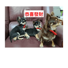 柴犬&吉娃娃