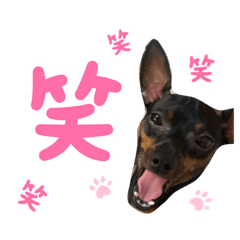 Dog feelings/ Miniature Pinscher
