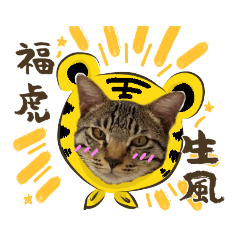 Tiger cat : Happy NewTear!