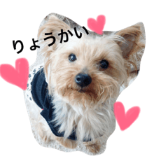 PECOCOA