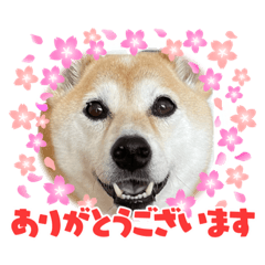 suzu_20220121224850