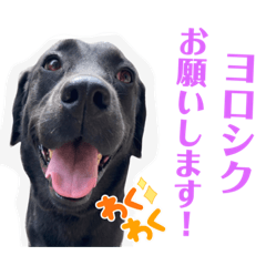 Ringo_20220122040458