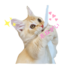 saya_20220122083817