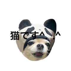 chiyocotachi