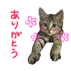 Japanese cutie cats sticker
